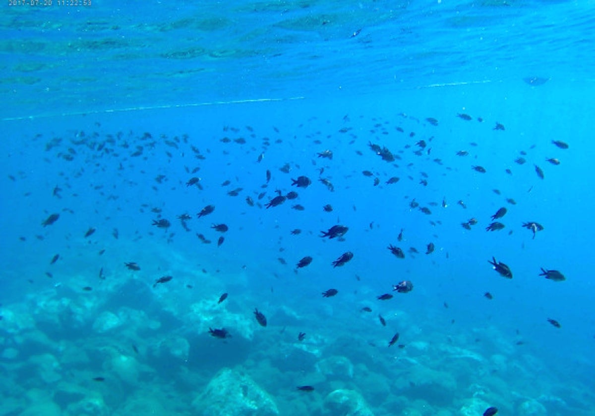 Fondos marinos en el arrecife de La Cala del Moral.