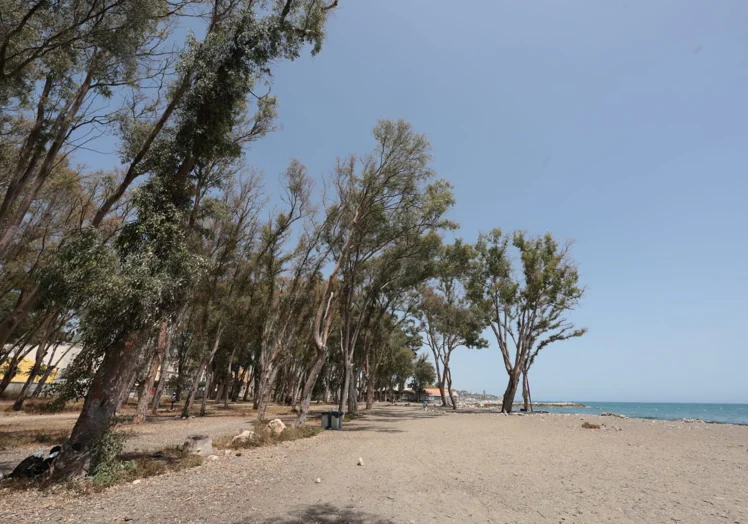 Terrenos entre los eucaliptos y la playa por donde discurrirá el paseo peatonal.