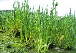 La planta marina que los médicos revelan que podría prevenir los ictus