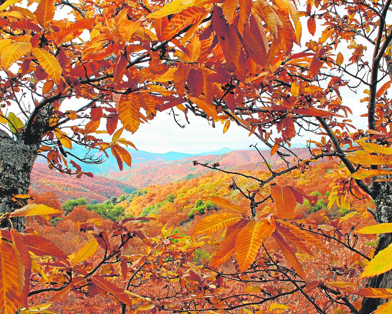 En otoño aguardan imágenes tan coloridas como ésta en este frondoso castañar.
