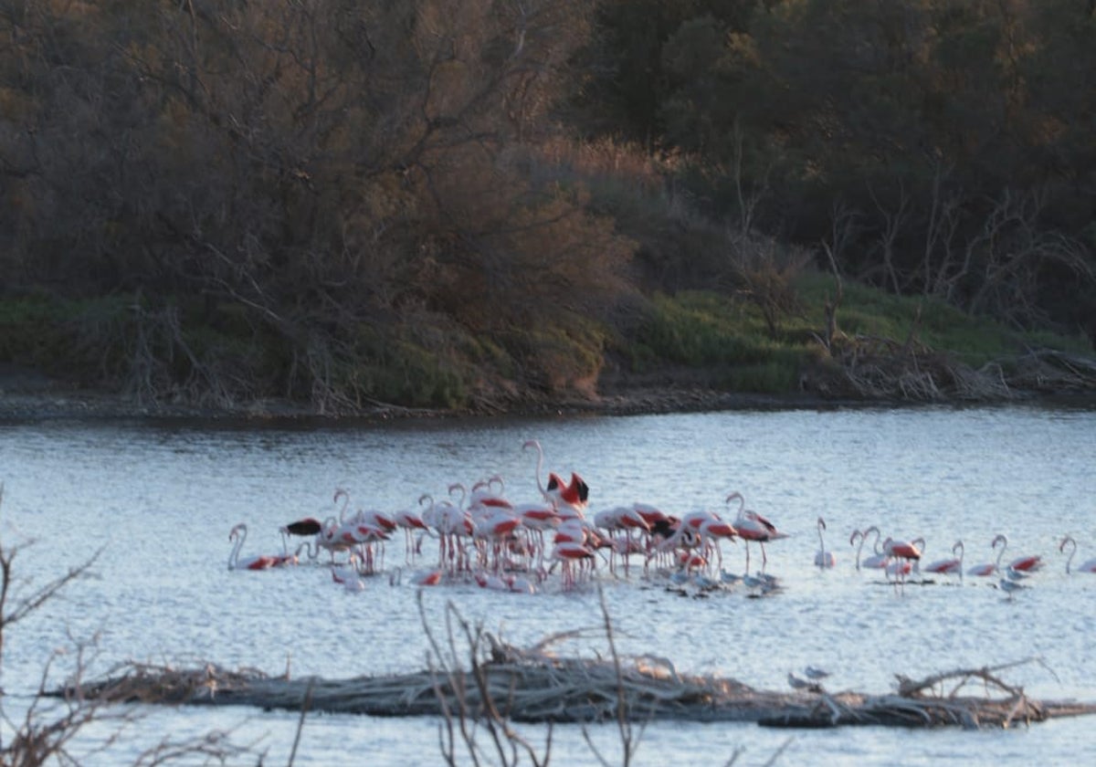 El grupo de flamencos disfruta del agua en una de las lagunas de la desembocadura.