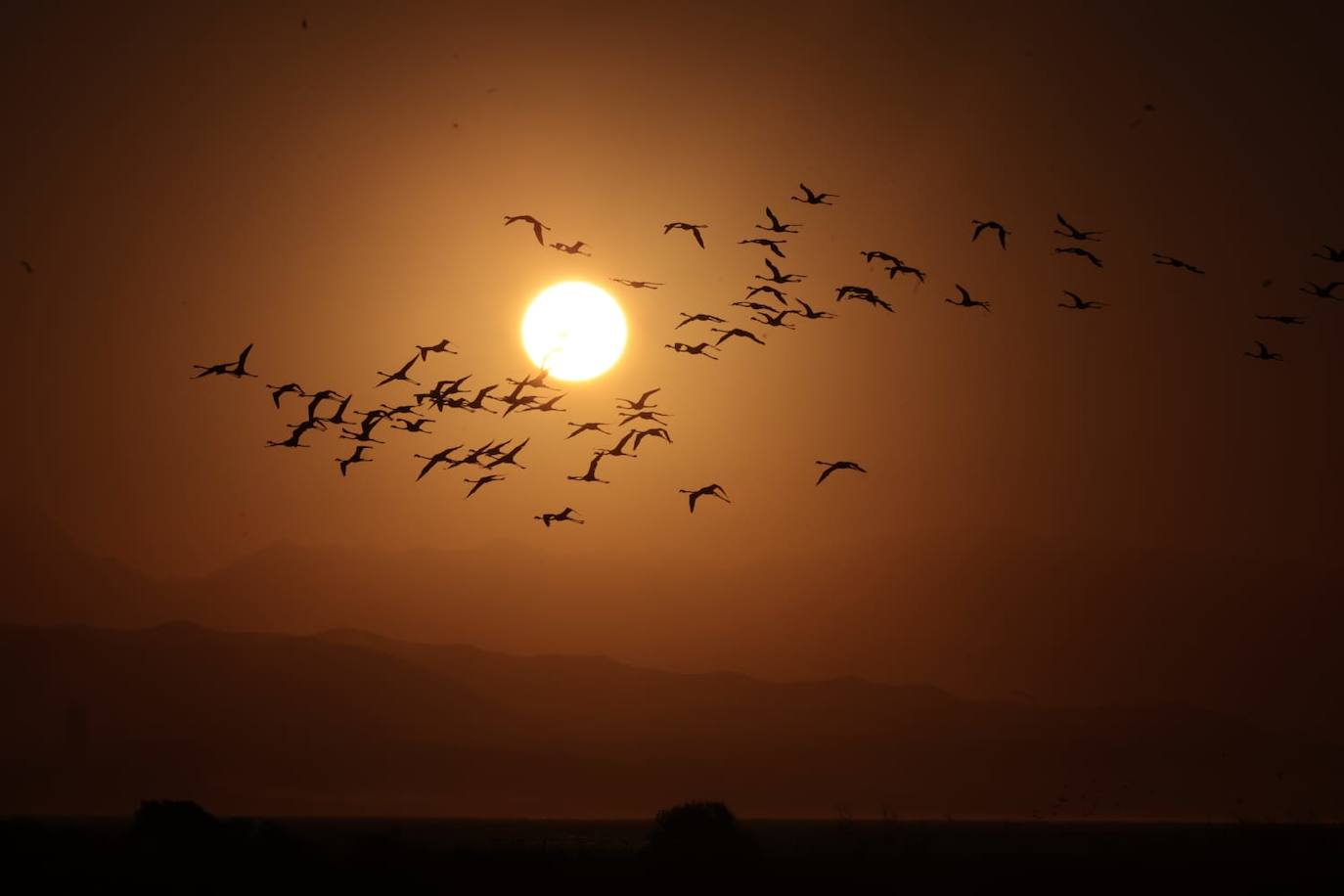 El espectáculo de los flamencos en Málaga