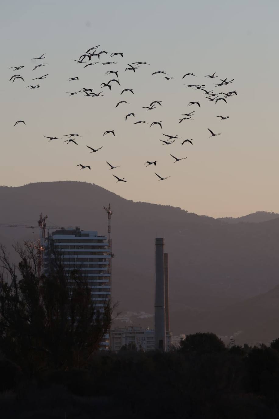 El espectáculo de los flamencos en Málaga