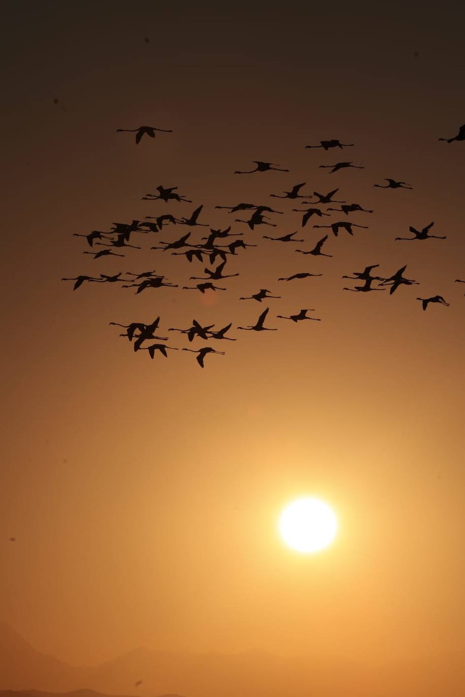 El espectáculo de los flamencos en Málaga