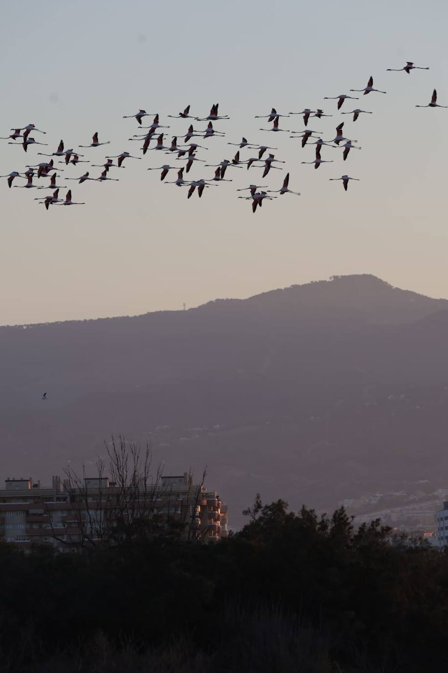 El espectáculo de los flamencos en Málaga