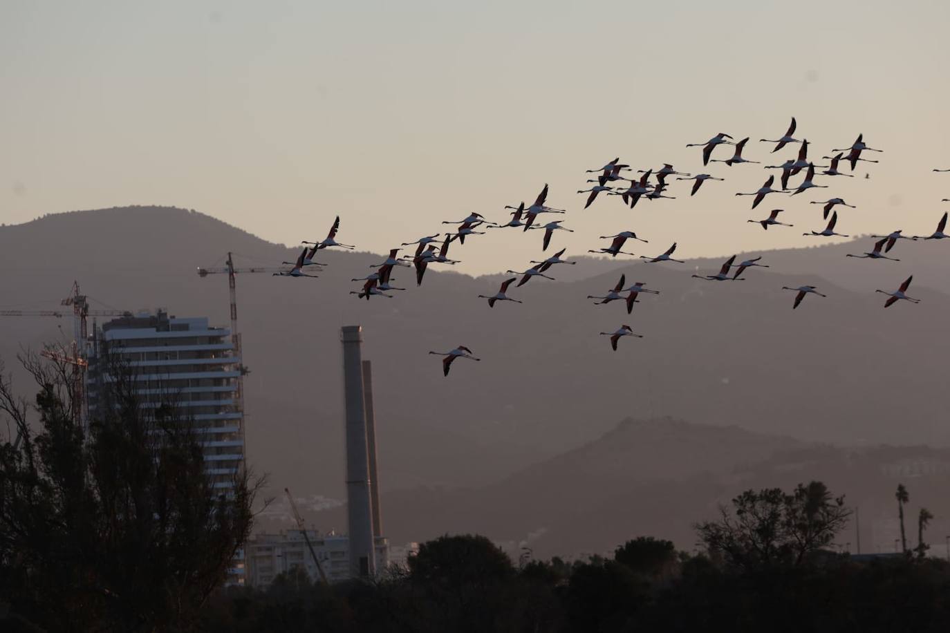 El espectáculo de los flamencos en Málaga