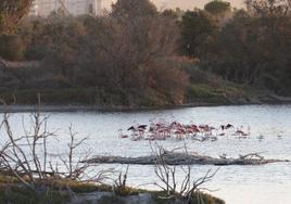 El grupo de flamencos disfruta del agua en una de las lagunas de la desembocadura.