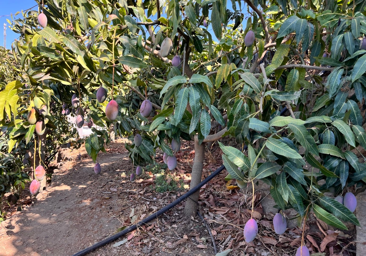 Finca de mangos en la Axarquía de la variedad Osteen.