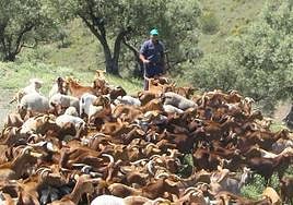 Casi la totalidad del ganado que se utiliza para el programa son ovejas y cabras.