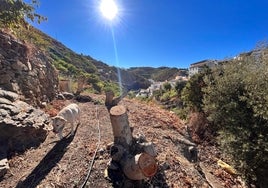 Aguacates secos en una finca de Algarrobo.