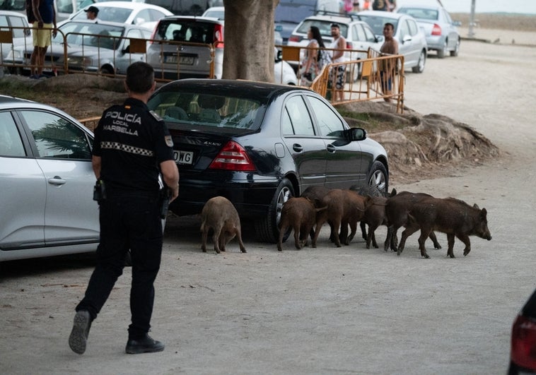 Piara de jabalíes, en las inmediaciones de la playa El Cable de Marbella.