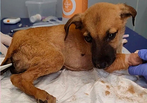 Coco, el cachorro que dio lugar al conflicto tras ser retirado del centro sin autorización.