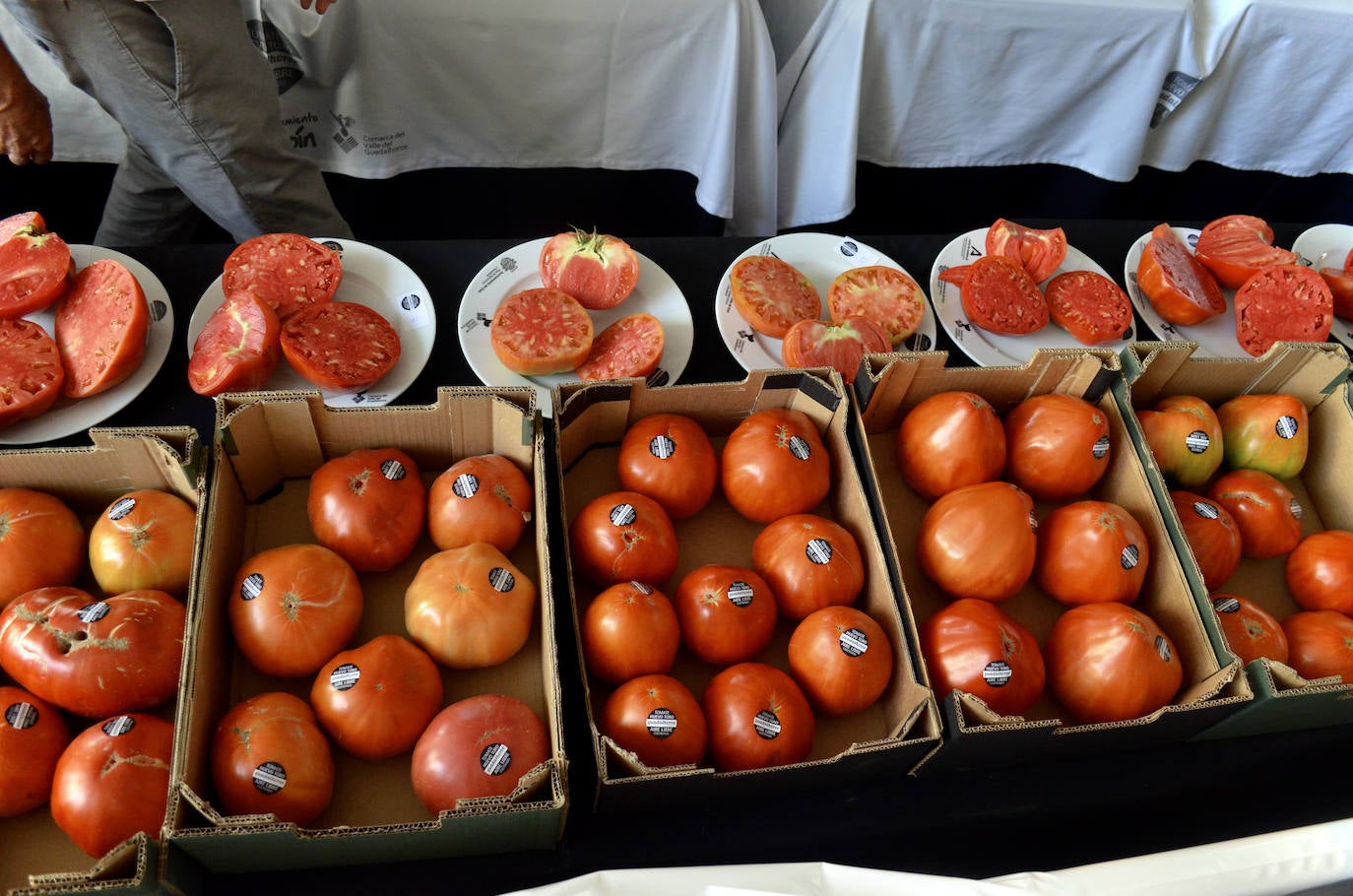 El mejor lote de tomate Huevo de Toro 2023