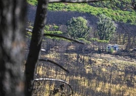 Zona de calcinada de Sierra Bermeja tras el incendio de 2021.