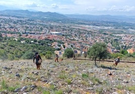 Trabajos del Ayuntamiento de Alhaurín de la Torre para la prevención de incendios.