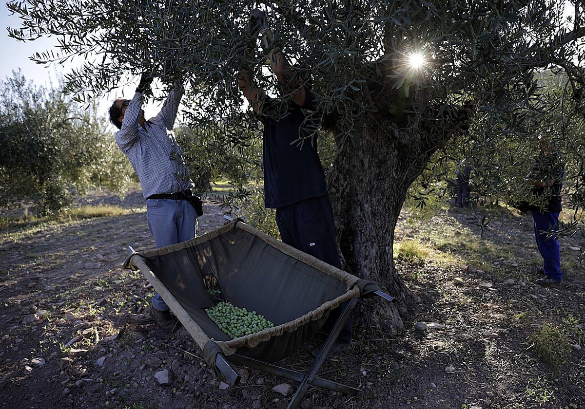 Imagen de archivo del verdeo en Alozaina.
