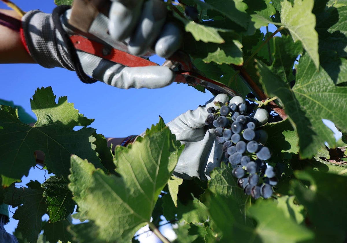 La recogida de uvas tintas en una de las fincas de Mollina.