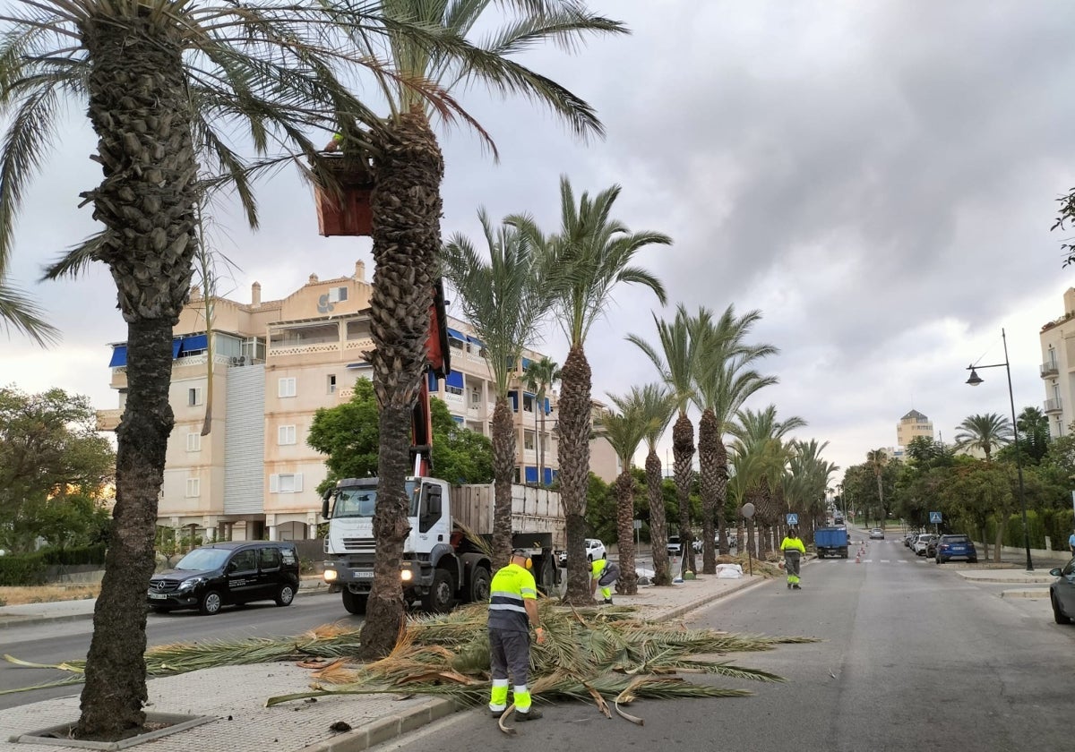 Trabajos de poda de las palmeras.