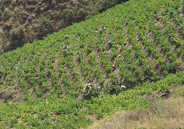 A finales de julio comenzó la heroica vendimia de la moscatel de Alejandría.