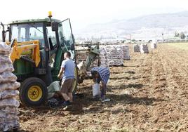 Trabajadores del campo en Antequera, este verano.