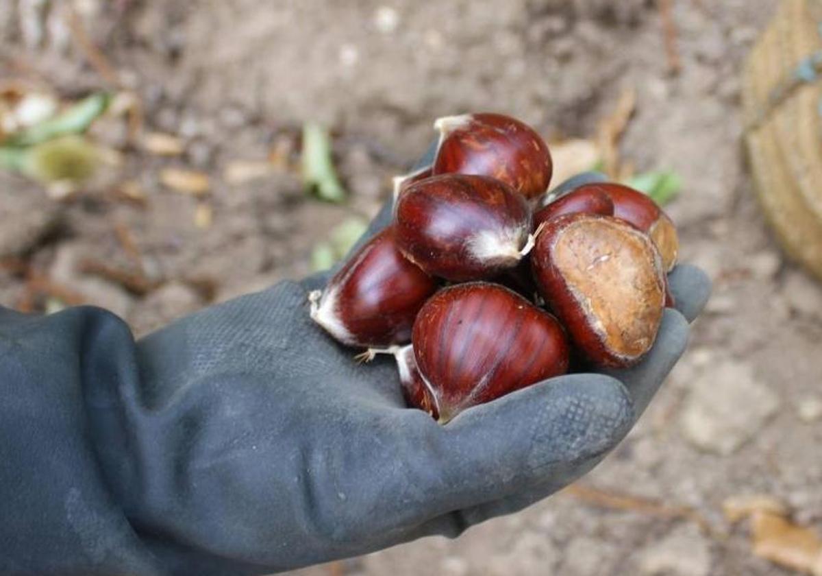 Asaja alerta de pérdida de más del 80% de la producción de castaña en el Valle del Genal