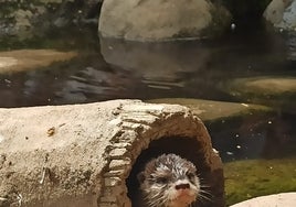 Cría de nutria, en las instalaciones de Sea Life.