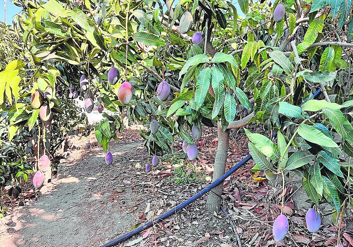 Finca de mangos de la variedad Osteen, la mayoritaria en la comarca de la Axarquía.
