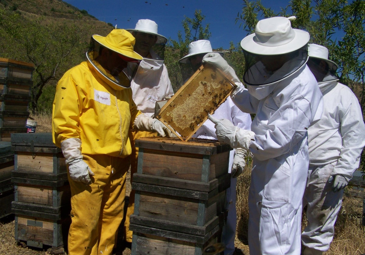 Apicultores en unas colmenas en la Axarquía.