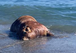 Imagen del animal en la orilla de la playa de Chilches.