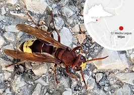 El avispón oriental fotografiado en Mijas hace un mes.