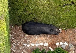 Jabalí herido en una valla en la urbanización Miraflores de Mijas.