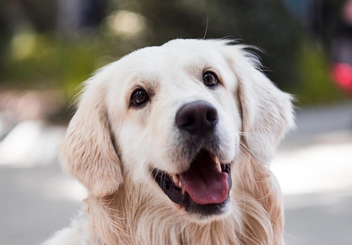 Principales bulos y dudas sobre la nueva ley de bienestar animal