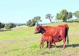 Más de 9.000 ganaderos andaluces recibirán en octubre 59,1 millones