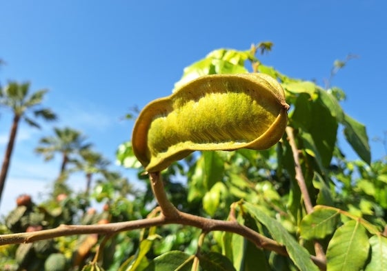 La imagen muestra el fruto de la guaba en el arboretum de La Mayora.