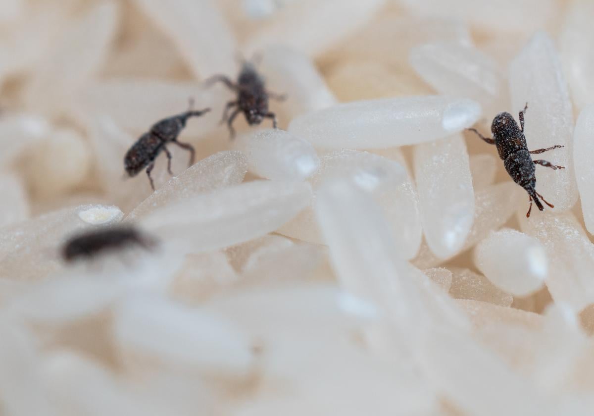 Gorgojos sobre granos de arroz.