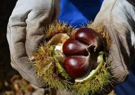 La Junta dice que los productores de castaña podrían elevar sus ayudas hasta cerca de 500 euros por hectárea