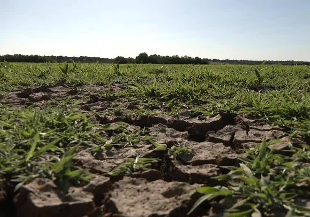 El aumento de temperaturas pone en peligro la reproducción de aves en suelos agrícolas, según un estudio