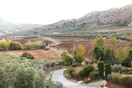 La ruta ofrece un bonito recorrido por carril ancho entre olivos y calizas