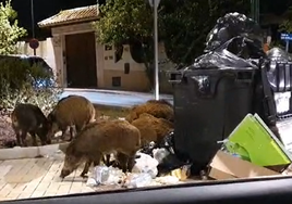 Jabalíes en la medianoche del pasado domingo junto a la clínica Vithas Limonar