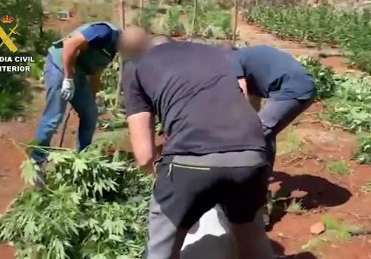 Instalan y protegen con trampas una plantación de marihuana en una zona de alto valor ecológico en la Serranía de Ronda