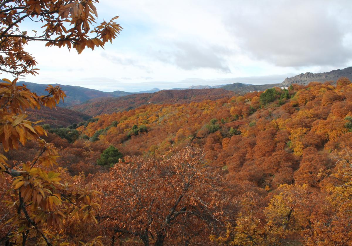 El paisaje del Valle del Genal comienza teñirse de tonalidades cobrizas en esta semana.