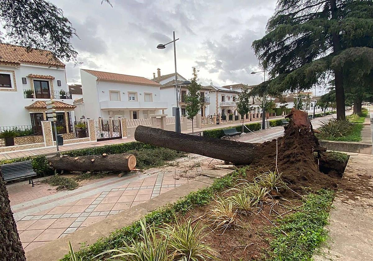 Uno de los árboles que tumbó el viento el pasado 23 de octubre.