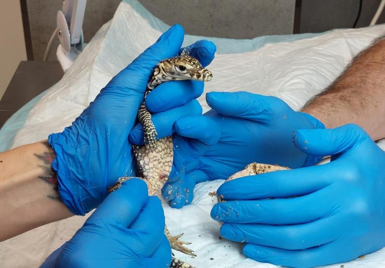 A la izquierda, Juanito, el dragón de Komodo que nació vivo. A la derecha de la imagen, el ejemplar que no sobrevivió.