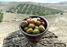 Aceitunas aloreñas aliñadas en un olivar malagueño.