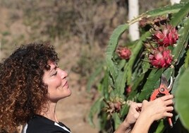 El sueño de Rocío Madrid: cultivar la fruta del dragón en la Axarquía