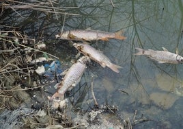 Imagen de las carpas de gran tamaño que han aparecido flotando en la laguna.