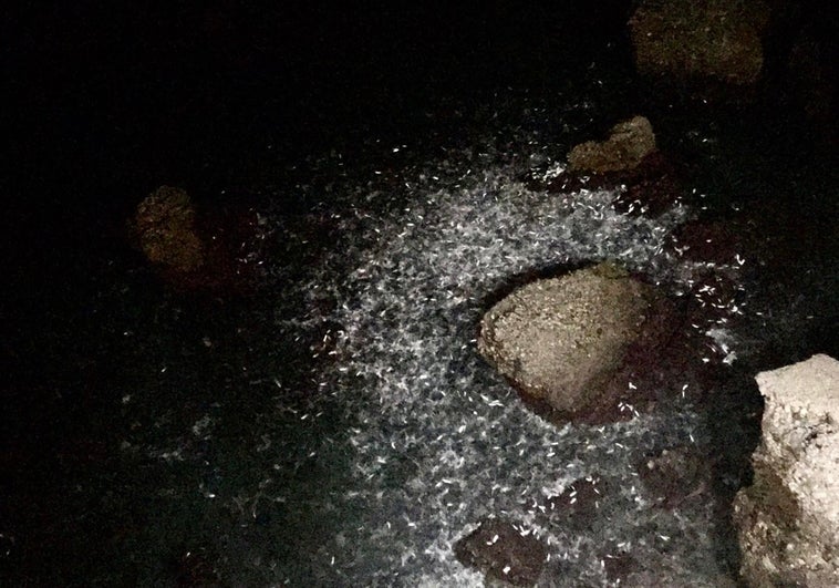 Imagen de los miles de lachas que se han agolpado durante más de media hora contra las rocas del Balcón de Europa en Nerja.