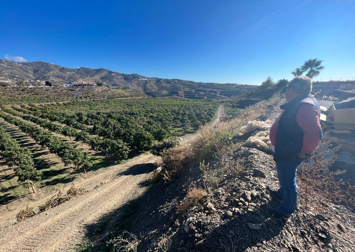 Imagen secundaria 1 - Arriba y abajo a la izquierda, el perianense Francisco Frías, observa los aguacates secos en su finca de la zona del Real Bajo en Vélez-Málaga y los mangos que aún le sobreviven, y abajo a la derecha, José María Guzmán, con el medidor de salinidad en su finca.