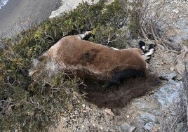 Denuncian la aparición de al menos tres cabras monteses decapitadas en el paraje natural de Maro-Cerro Gordo