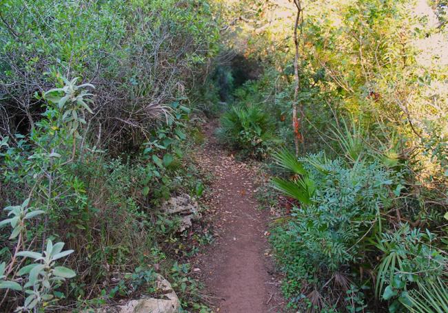 La vegetación es frondosa en el entorno del arroyo del Alcorrín